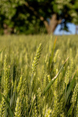 champs de bl&eacute; et prairie dans une campagne vallonn&eacute; et verdoyante