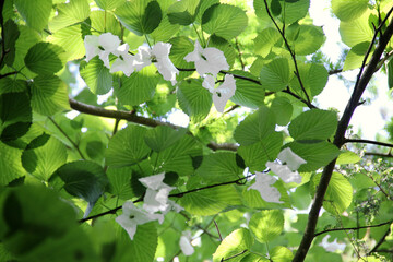 Taschentuchbaum