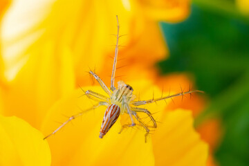 Spider is on yellow flower in the garden