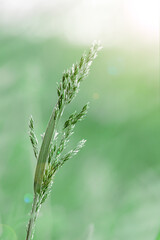 Soft focus Close-Up of stems grass