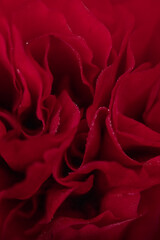 Naklejka premium Macro of red peony flower. Abstract background of red flower petals. 