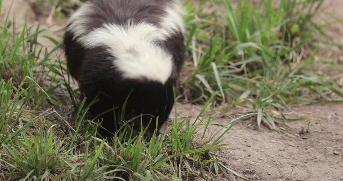Striped Skunk Sniffing on the Ground
