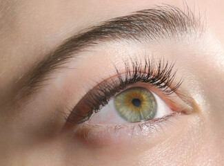Fototapeta na wymiar The procedure of classical eyelash extension. Beautiful female eyes close-up with long eyelashes