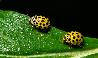 Coccinnelle