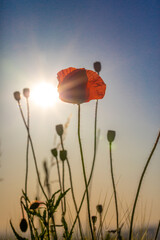 Coquelicot au coucher du soleil, en bordure d'un champs