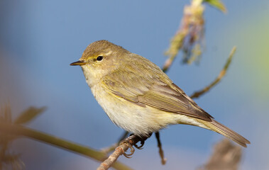 Common chiffchaff, Phylloscopus collybita. A bird sits on a branch