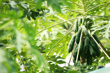 Lots of papaya on the papaya tree in the garden