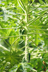 Lots of papaya on the papaya tree in the garden