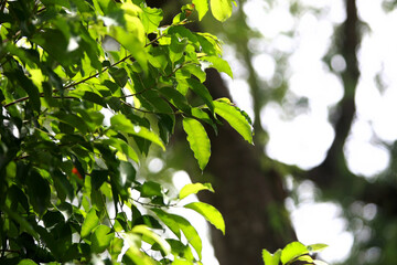 Obraz premium Leaves Tropical forest trees texture background wallpaper