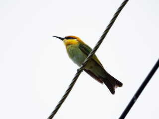 bee eater bird.