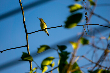 bird on a branch