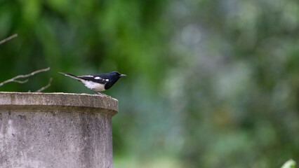 Naklejka premium Hi! Robin.