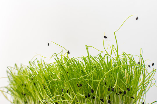 Vegetable greens of chives, useful microgreen close-up , organic food