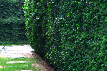 Leaves Tropical forest trees texture background wallpaper