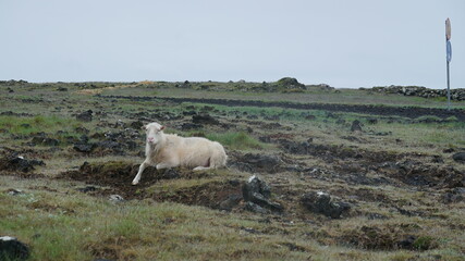 Schaf in Iceland