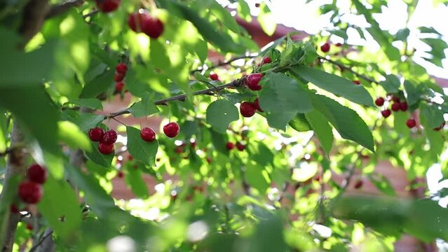 red cherry tree stock video with sun flares and copy space 