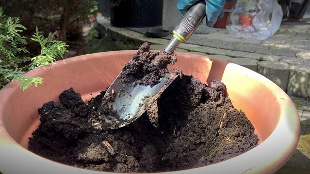 Preparing the soil for planting flowers in an open pot in the courtyard of the house on a sunny morning, a small garden shovel in hand loosens the soil in the pot. Outdoor gardening in your spare time
