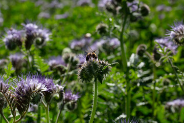 Champs de phacélie butiner par des abeilles