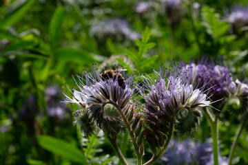 abeille butinant une fleur de phac&eacute;lie