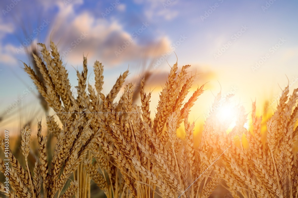 Canvas Prints Golden  fresh ears of wheat in spring field. Agriculture scene.