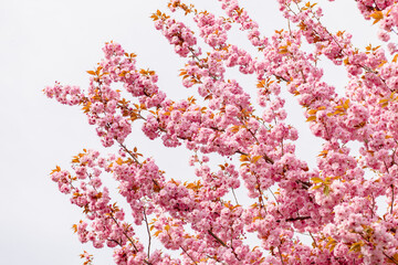 Beautiful spring cherry blossoms with fading in pastel pinks and whites. Shallow depth of field. Wide header size. High quality photo