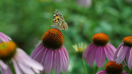 butterfly and flower