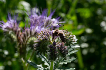 Champs de phac&eacute;lie butiner par des abeilles