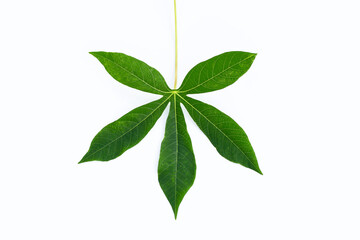Cassava leaves on white background.