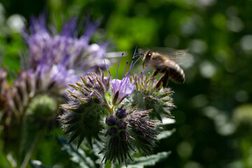 Champs de phac&eacute;lie butiner par des abeilles