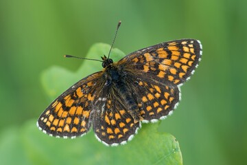 Fototapeta na wymiar Brown butterfly on a flower on a summer meadow