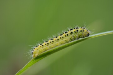 Yellow caterpillar with black dots of the butterfly Zygaena filipendulae.