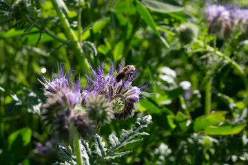 abeille butinant une fleur de phacélie