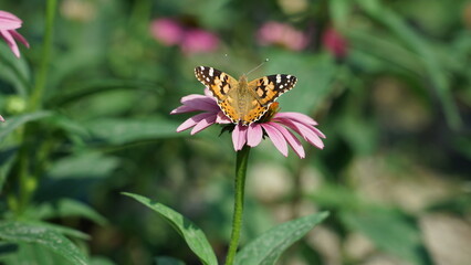 butterfly and flower