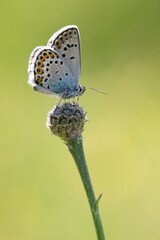 Butterfly Lepidoptera Euplagia quadripunctaria