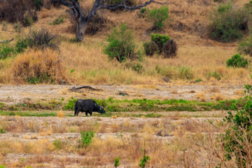African buffalo or Cape buffalo (Syncerus caffer) in Tarangire national park, Tanzania