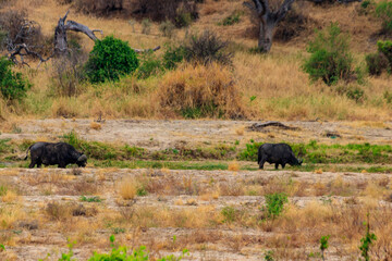Herd of African buffalo or Cape buffalo (Syncerus caffer) in Tarangire national park, Tanzania