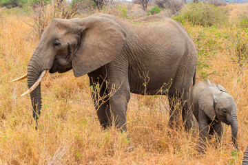 Fototapeta premium Mother and baby African elephants in Tarangire national park, Tanzania