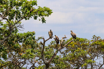 Flock of Cape vultures or Cape griffon (Gyps coprotheres), also known as Kolbe's vultures sitting on a tree in Serengeti national park, Tanzania
