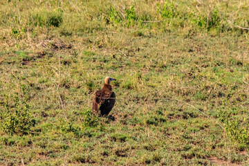 Hooded vulture (Necrosyrtes monachus) in Serengeti national park in Tanzania, Africa