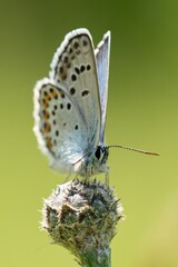 Butterfly Lepidoptera Euplagia quadripunctaria