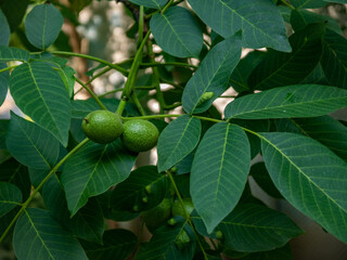 Obraz premium Close-up of young walnuts on a green branch of a walnut tree.