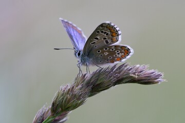 Butterfly Lepidoptera Euplagia quadripunctaria