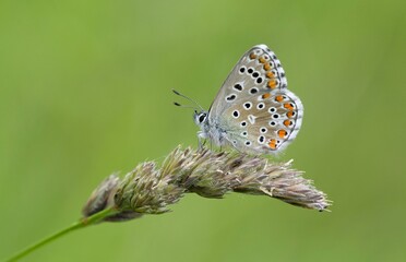 Butterfly Lepidoptera Euplagia quadripunctaria
