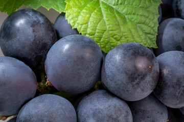 Close up shot Kyoho Grape with leaves on white, Black Wine grape Kyoho Grape with leaves.