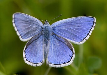 Butterfly Lepidoptera Euplagia quadripunctaria