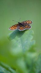 Brown butterfly on a flower on a summer meadow