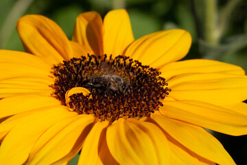 Abeille recueillant le nectar d'une fleur de tournesol, en pleine journ&eacute;e ensoleill&eacute;