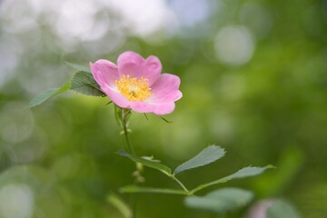 Pink rose petal flower background
