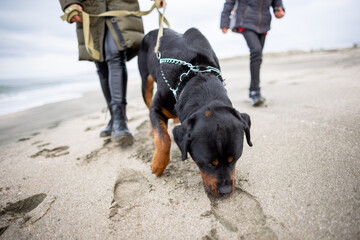 Mom and girl walk on the beach with a Rottweiler dog in cold weather