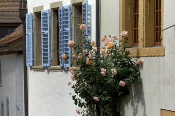 Fototapeta na wymiar rose and old door in Estavayer-le-Lac of the Canton of Fribourg in Switzerland